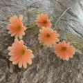 Fleur cosmos PU artificielle simple branche pêche marguerite déco maison mariage floral - Taille 11