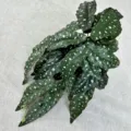 Artificial begonia maculata hanging plant green leaves for indoor home wall decor - White Polka Dot