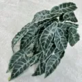 Artificial Alocasia leaf wall hanging green plant, lifelike indoor home decor floral. - Marble White