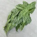 Artificial Calathea leaves hanging green plant for indoor home and wedding decoration - Macular Degeneration