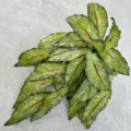 Artificial Calathea leaves hanging green plant for indoor home decor and wedding floral. - Light Green