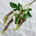 Künstliche Fruchtzweig Hängepflanze künstliche Blume grüne Blätter für Raumdeko - Kaffee