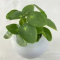 Artificial green plant potted ornament with 3D mirror leaves in a white textured pot. - Verdant