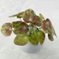 Artificial potted green plant variant with mottled leaves for home indoor decor display. - Red Spots