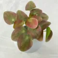 Artificial green potted plant desktop home decoration ornament round leaf variant style - Red