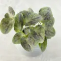 Artificial green plant potted decoration, 3D mirror leaf forest style home decor ornament. - Flower Purple