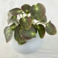 Artificial potted plant with 3D mirror leaves, green and brown foliage in a textured white pot. - Sunset Color