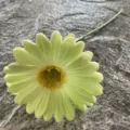 Artificial PU gerbera daisy single stem light green fake flower for home wedding decor - No. 2