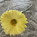 Single piece artificial gerbera daisy soft PU flower yellow for home decor wedding floral - No.3