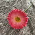 Single PU gerbera daisy artificial flower soft rubber fake plant for home wedding decor - Size 5