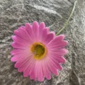 Pink artificial gerbera daisy flower single stem PU floral decor for home wedding party. - Size 7