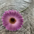 Single piece PU gerbera daisy artificial flower for home decoration and wedding setup. - Size 9