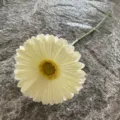 Single piece PU gerbera daisy artificial flower for home decor and wedding arrangement. - Size 10