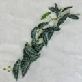 Artificial green vine plant 1.2m fake leaves for home wall ceiling decoration - Caladium Leaf Rattan White Stripes