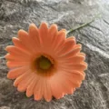Single artificial gerbera daisy soft PU flower wedding home decor peach floral arrangement display - Size 11