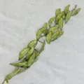 Artificial vine green plant ceiling decoration, realistic leaf design for home wall decor. - Caladium Leaf Vine, Green