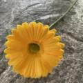 Single artificial yellow gerbera daisy PU flower for home wedding floral decoration display. - Size 12