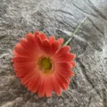Single PU gerbera artificial flower orange daisy for wedding home decor floral arrangement display. - Size 13