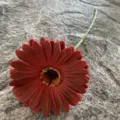 Single piece red PU artificial gerbera daisy flower for wedding decor and home floral display. - No. 15