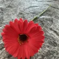 Single piece PU gerbera daisy artificial flower for home decor and wedding red color - No. 16