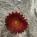 Single piece PU artificial gerbera daisy flower for home wedding decoration red color - No.17