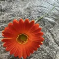 Single artificial gerbera daisy, orange PU soft rubber flower for wedding home floral decor. - No. 18
