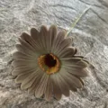 Single piece PU gerbera daisy artificial flower for home decor wedding floral arrangement display. - No.20