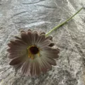 Single stem PU gerbera daisy artificial flower for home decor wedding decoration - No. 22