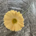 Single artificial PU gerbera daisy yellow flower branch for home and wedding decor. - No. 27