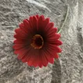 Single branch PU gerbera flower, soft rubber fake flower for home wedding decoration. - No.30