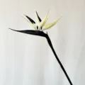 Artificial Bird of Paradise flower black white fake plant home decor photography prop. - L / Black