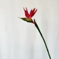 Artificial bird of paradise flower detail shot faux botanical decor prop close-up view - S / Red