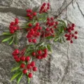 Artificial red berry branches with green leaves for home decor and Christmas floral display. - Bright Red