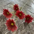 Branche de fleur artificielle marguerite PU rouge pour décoration d'intérieur et mariage - 15