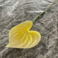 Artificial Anthurium Flower PU Touch Fake Flower Home Decor Single Stem Floral Arrangement - Light Yellow