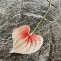 Single Artificial PU Anthurium Flower Fake Flamingo Flower Home Decor Photography Prop - White Pink Gradient