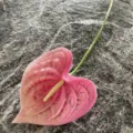 Single pink PU anthurium artificial flower, highly realistic soft rubber home decor prop. - Pink Gradient