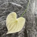 Artificial white anthurium flower PU soft touch single stem fake floral decor variant - White