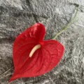 Artificial Anthurium PU Red Flower Simulated Plant Home Decor Photography Prop Single Stem - Red