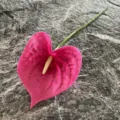Single artificial PU anthurium flower stem, pink flamingo flower for home decoration prop. - Pink