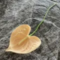 Artificial PU anthurium single stem flower home decor photography prop realistic floral plant - Light Color