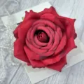 Close-up detail of a dark red artificial rose flower head with white backing card and beads decor. - Red