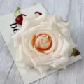 Artificial rose flower head detail, elegant cream pink color for wedding and party decor. - Light Champagne