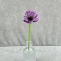 Mini purple artificial poppy flower in glass vase for home decoration and photography props. - Dark Purple