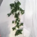 Detail view of artificial ivy hanging vine, realistic green leaves with white dots for decor. - Sweet Potato