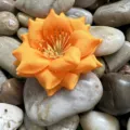 Fleur artificielle en tissu orange rose DIY décoration de mariage hôtel artisanat - Jaune