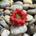Détail de fleur de rose rouge artificielle, fond de galets de rivière, matériel de bricolage. - Rouge Orangé