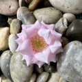 Détail de fleur de rose artificielle, idéal pour les loisirs créatifs et décorations de mariage. - Rose Clair