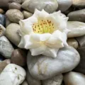 Gros plan d'une fleur artificielle blanche en tissu sur des galets pour déco d'hôtel détail - Champagne