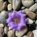Gros plan détaillé d'une fleur artificielle violette sur des galets lisses pour décoration. - Violet